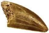 Serrated, Raptor Tooth - Real Dinosaur Tooth #208267-1